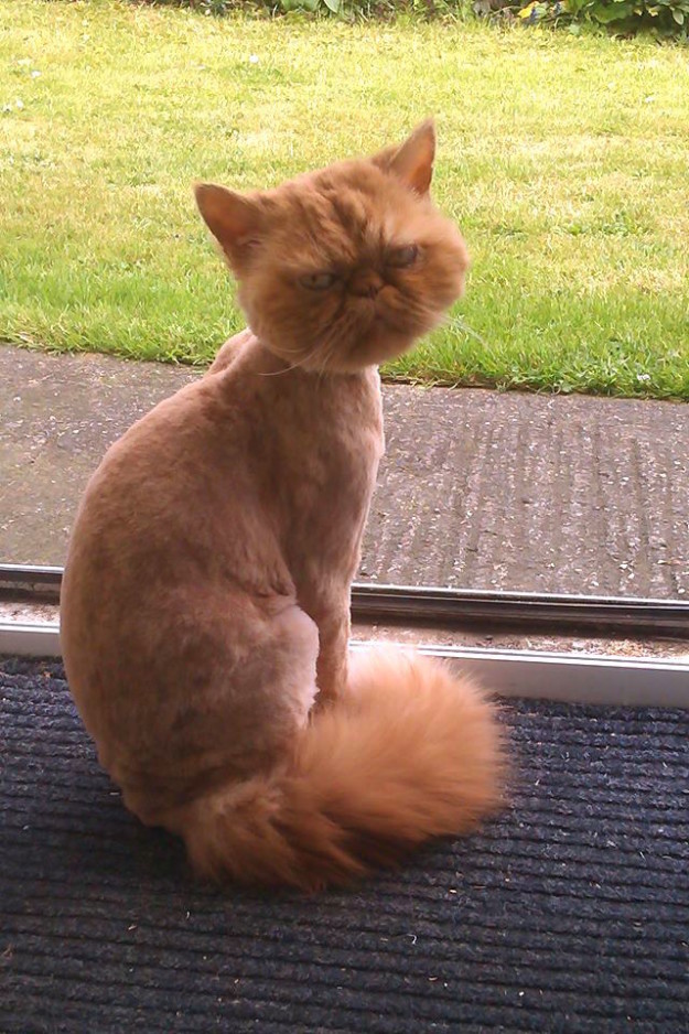 cat-haircuts-09