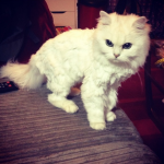 cat-haircuts-10