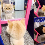 cat-haircuts-11