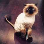 cat-haircuts-12