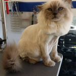 cat-haircuts-13