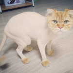 cat-haircuts-14