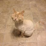 cat-haircuts-15