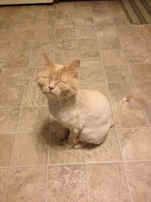 cat-haircuts-15