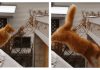 19 Cats That Failed Their Jumps Miserably…and Hilariously..