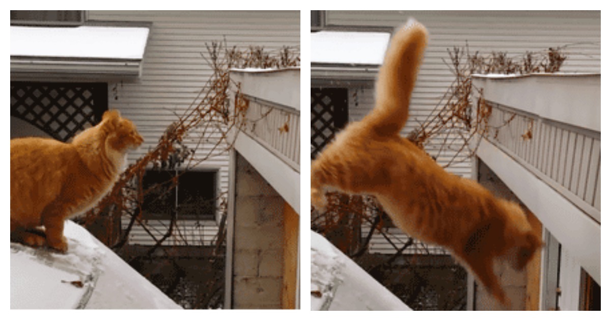 19 Cats That Failed Their Jumps Miserably…and Hilariously.. | Catlov