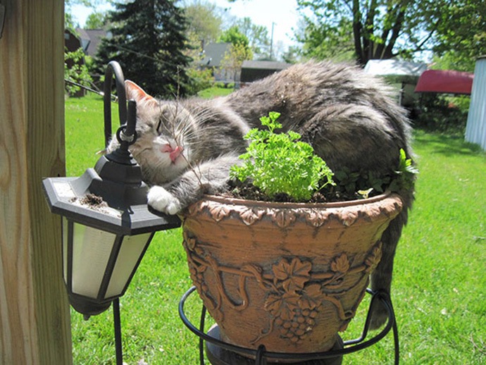 19 Kitties Who Think They’re Growing Plants | Catlov