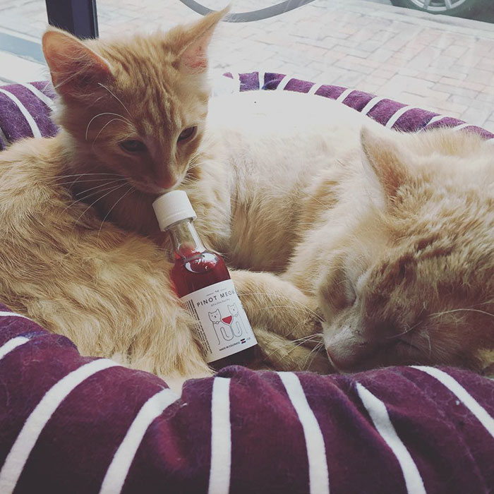 catnip-wine-for-cats-apollo-peak-5
