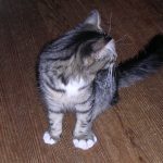 cats-and-bees-08