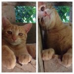 cats-before-and-after-good-boy-10