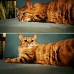 cats-before-and-after-good-boy-18