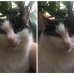 cats-before-and-after-good-boy-19