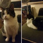 cats-before-and-after-good-boy-2