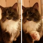 cats-before-and-after-good-boy-22