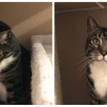 cats-before-and-after-good-boy-23