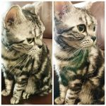 cats-before-and-after-good-boy-25