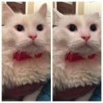 cats-before-and-after-good-boy-26