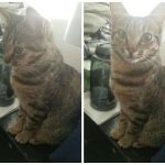 cats-before-and-after-good-boy-28