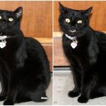 cats-before-and-after-good-boy-3