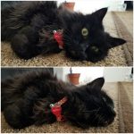 cats-before-and-after-good-boy-30