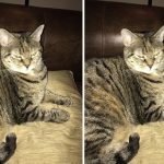 cats-before-and-after-good-boy-4