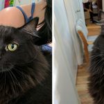 cats-before-and-after-good-boy-8