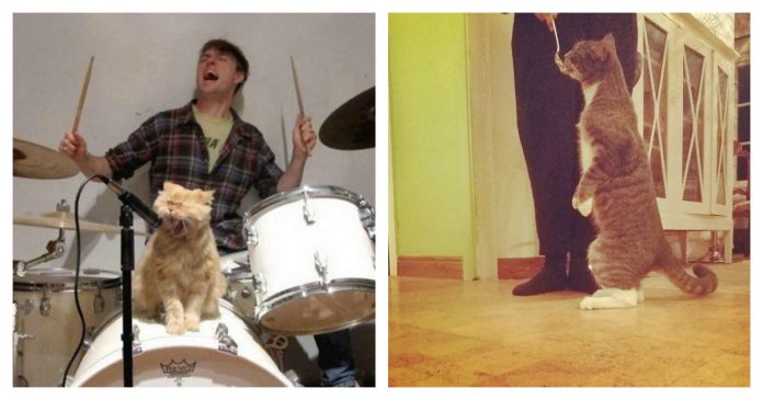 cats-better-than-humans-feature