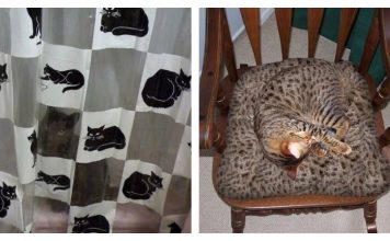13 Cats Who Are Convinced They're Masters of Disguise