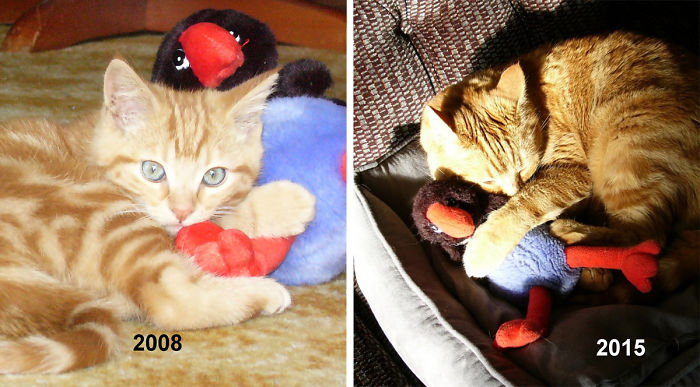 cats-growing-up-toys-13