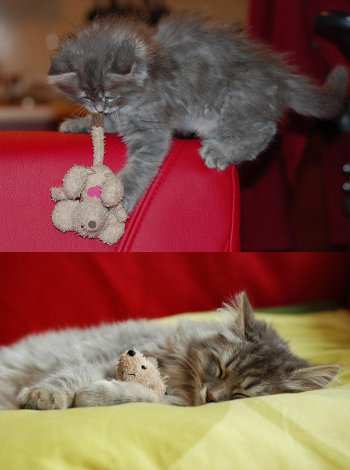 cats-growing-up-toys-15