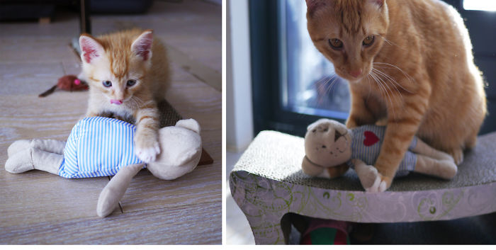 cats-growing-up-toys-17