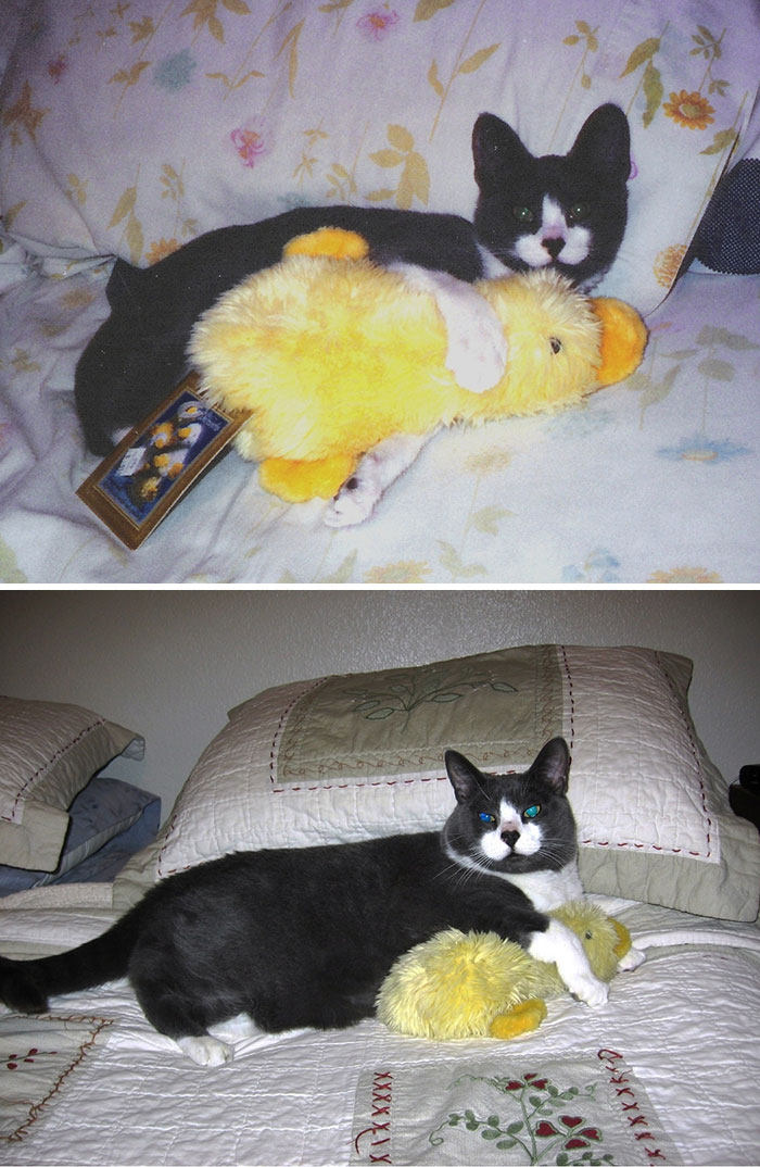 cats-growing-up-toys-9