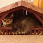 cats-nativity-scenes-01