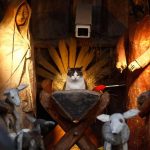 cats-nativity-scenes-02