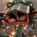 cats-nativity-scenes-11