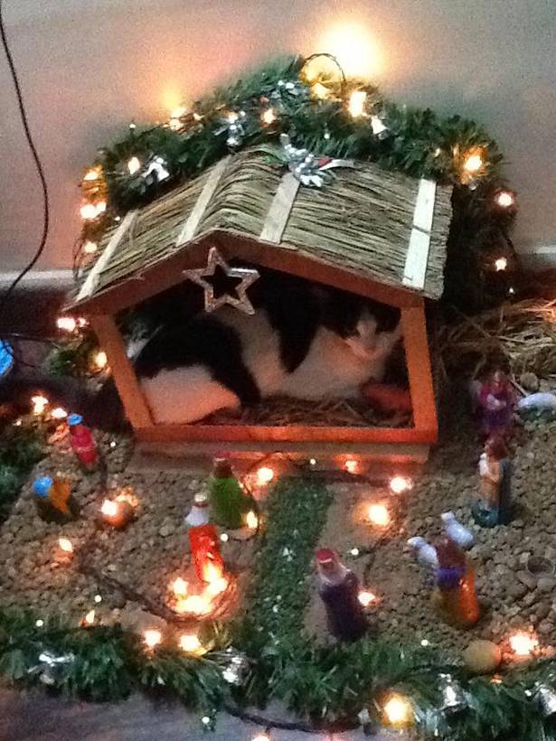 cats-nativity-scenes-11