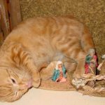 cats-nativity-scenes-12