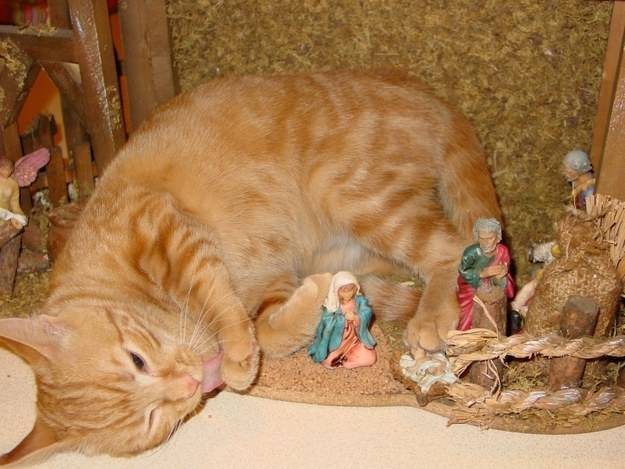 cats-nativity-scenes-12