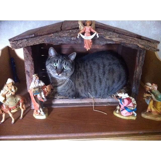 cats-nativity-scenes-13