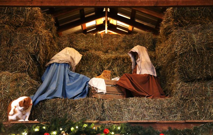cats-nativity-scenes-14