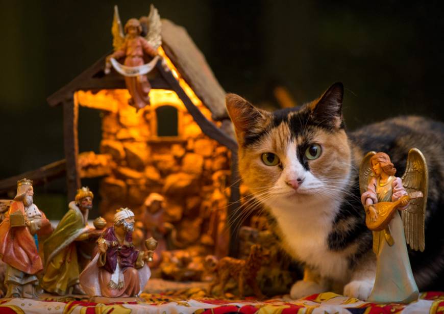 cats-nativity-scenes-15