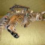 cats-nativity-scenes-18