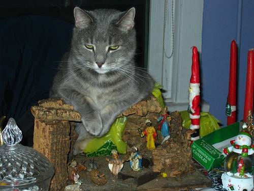 cats-nativity-scenes-19