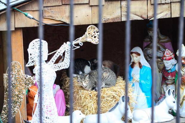cats-nativity-scenes-22