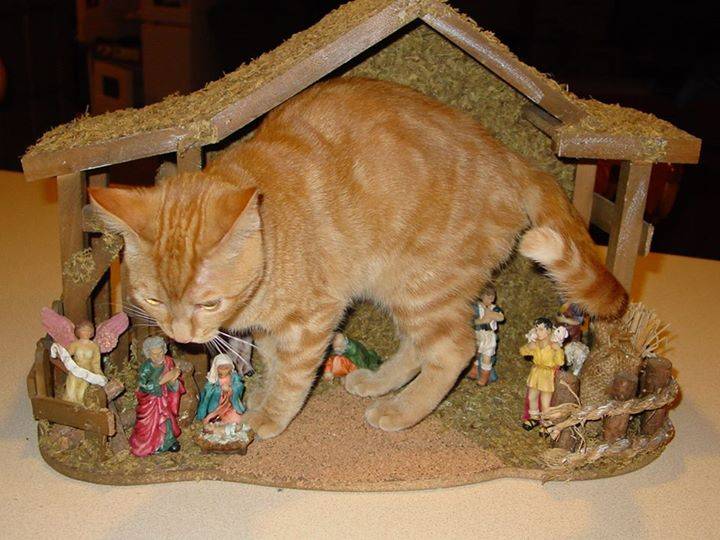 cats-nativity-scenes-23
