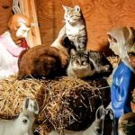 cats-nativity-scenes-24