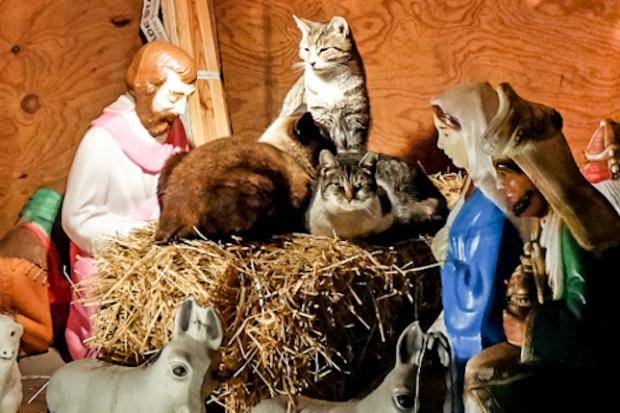 cats-nativity-scenes-24