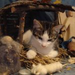 cats-nativity-scenes-25