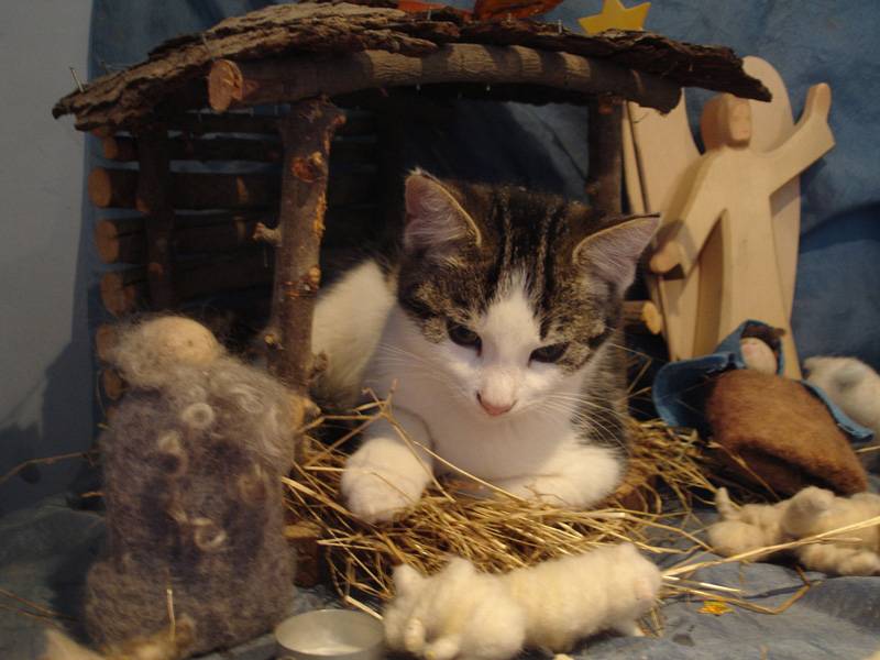 cats-nativity-scenes-25