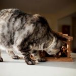 cats-nativity-scenes-27